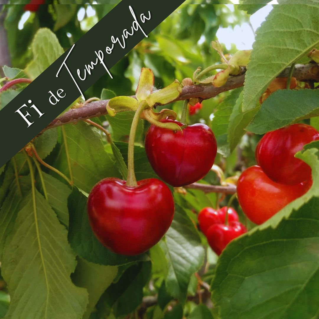 Cireres 2kg