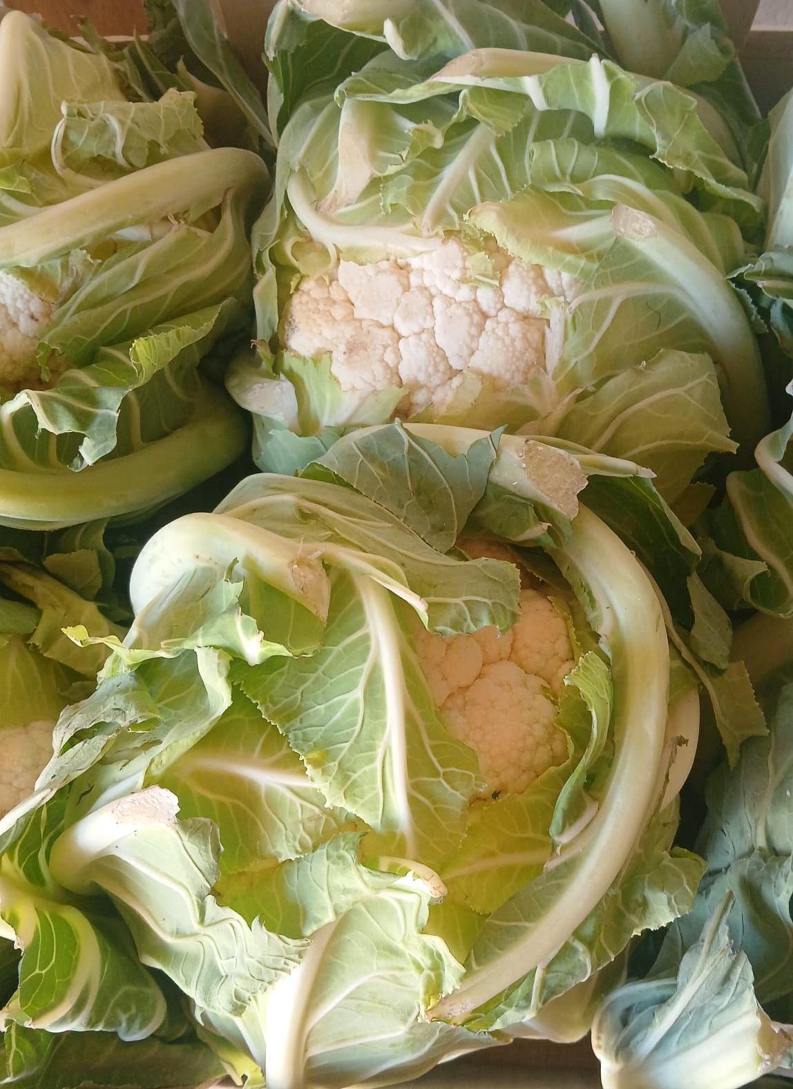 ColiFlor Fresca