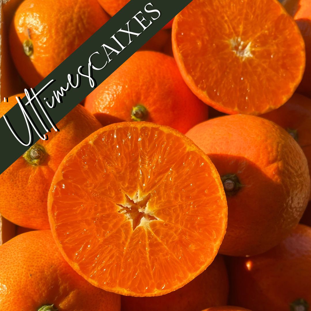 Mandarines 1r Categoria