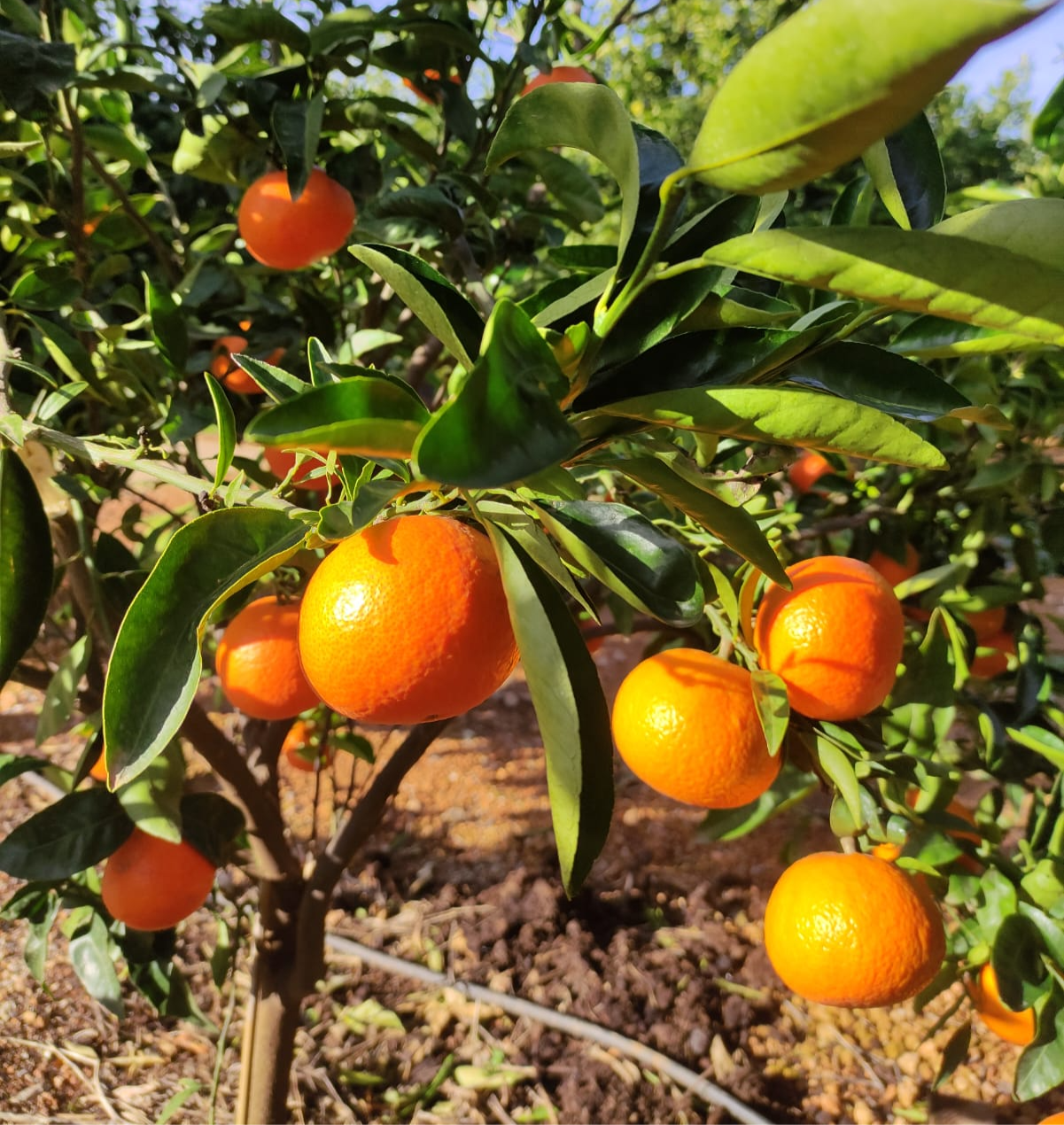 Mandarines 1r Categoria
