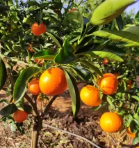 Mandarines 1r Categoria
