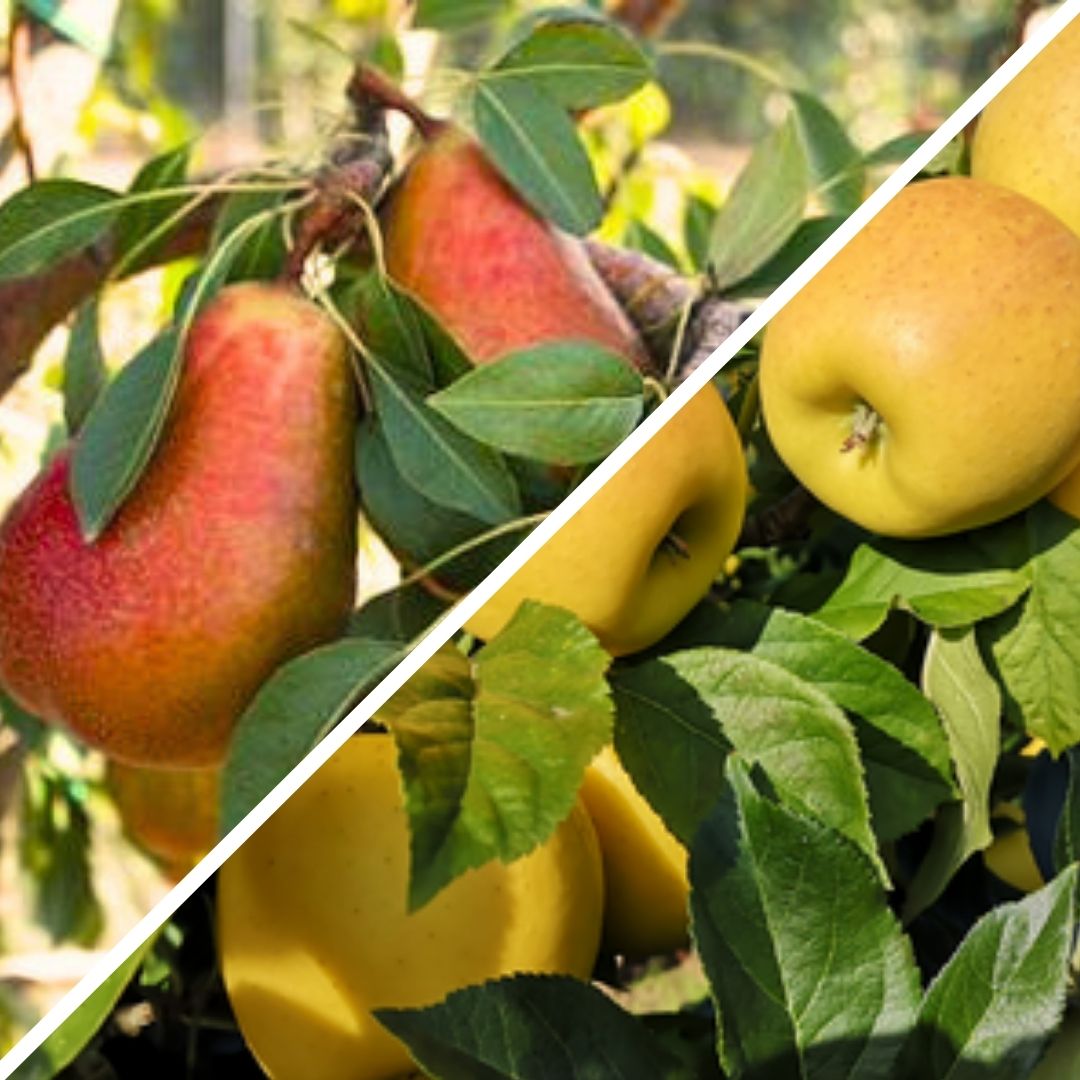 Mixt FRUITA Eco 4kg