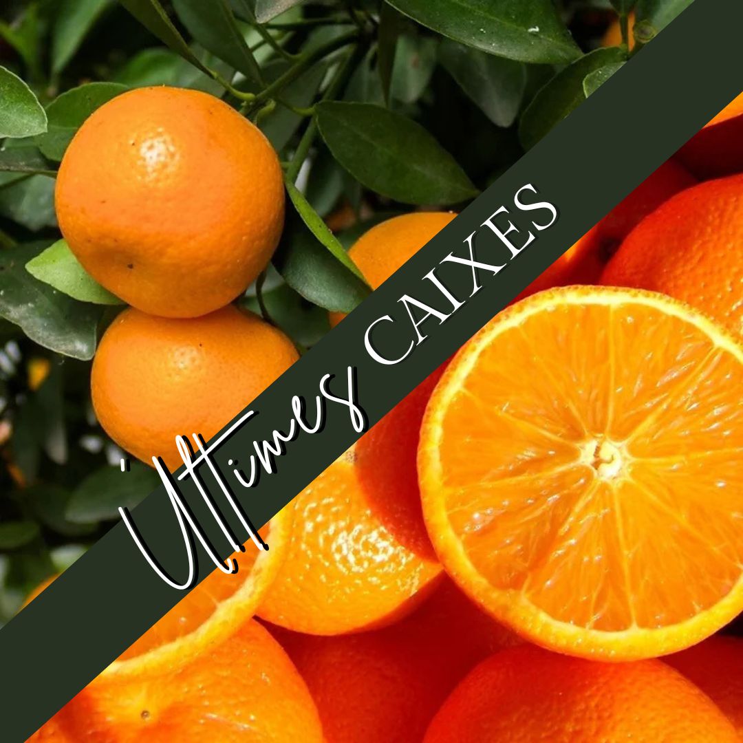 Mixt Mandarina/Taronja 10kg