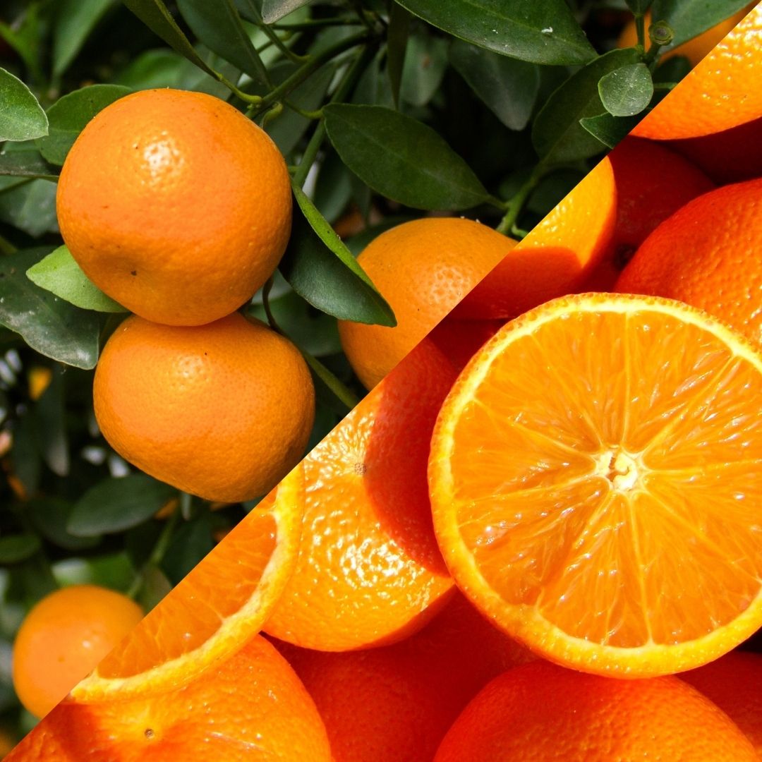 Mixt Mandarina/Taronja 10kg