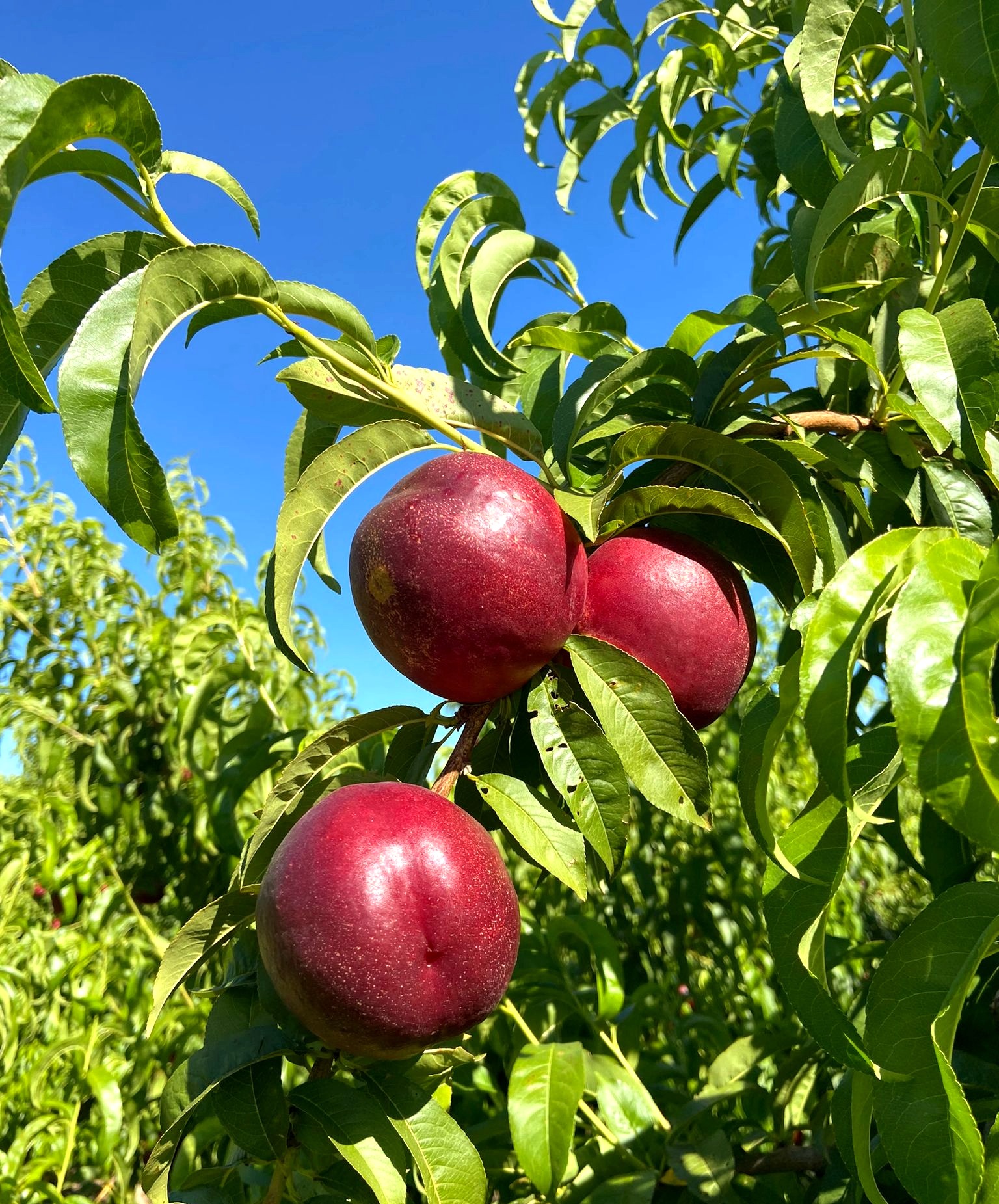 Nectarina 4kg