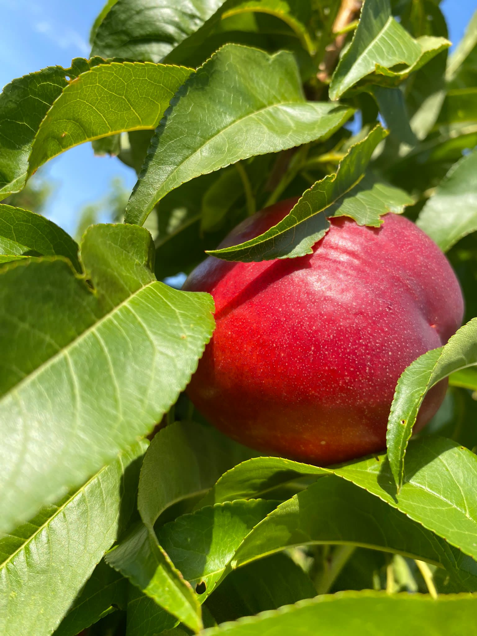 Nectarina 4kg