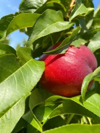 Nectarina 4kg