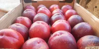 Nectarina 4kg