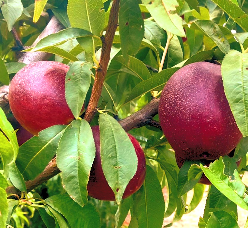 Nectarina Big Top