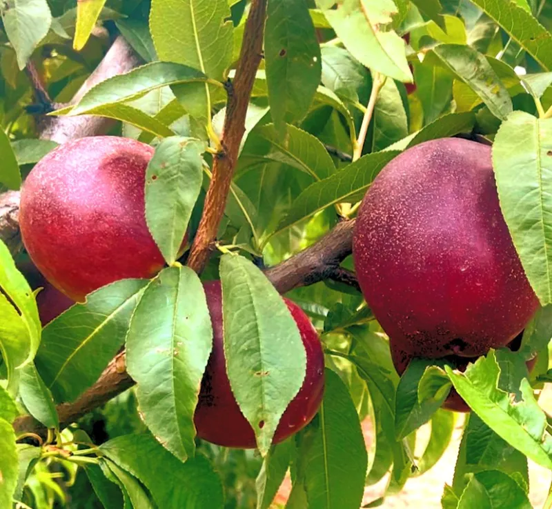 Nectarina Big Top