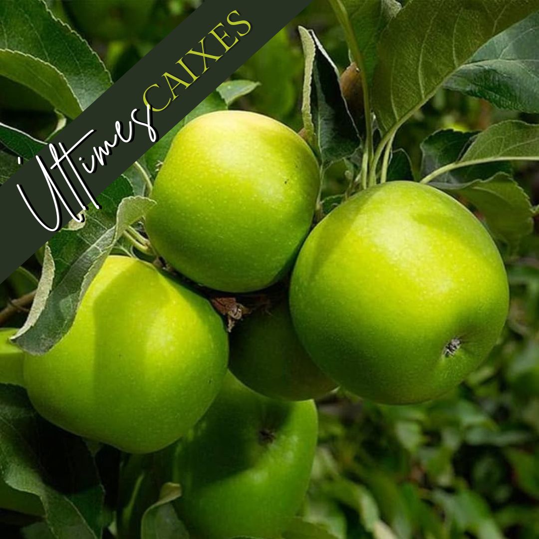 Poma Granny Smith ECO 4kg