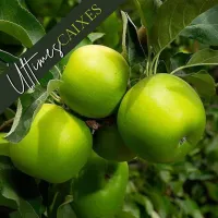 Poma Granny Smith ECO 4kg