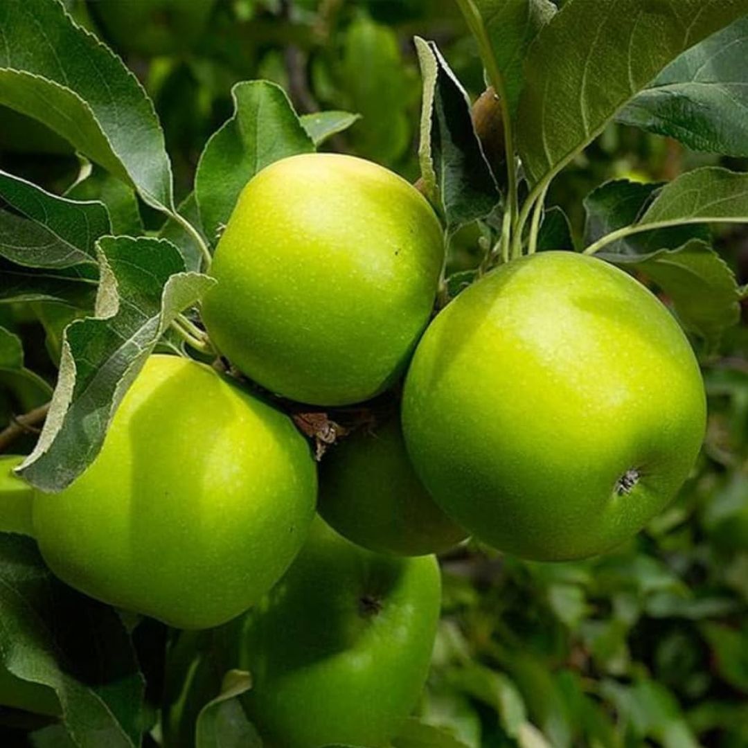 Poma Granny Smith ECO 4kg