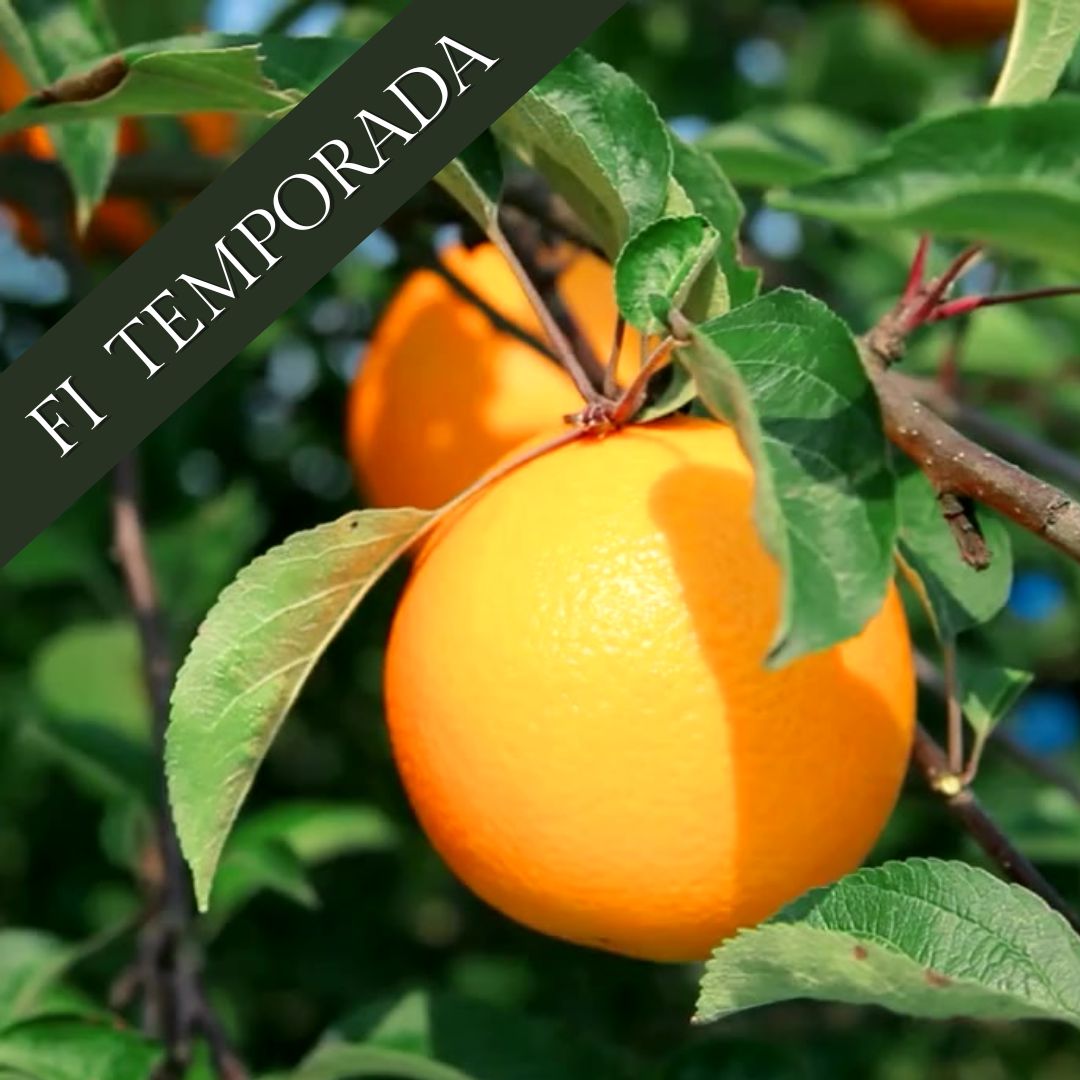 Taronges PREMIUM POWELL 10Kg