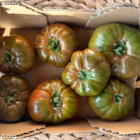 Tomàquet Premium Muntanyès 1.5Kg