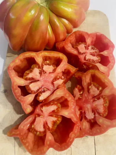 Tomàquet Rosa 1.5Kg