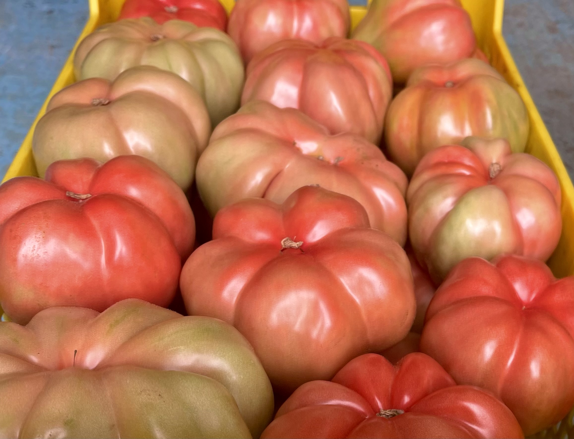 Tomàquet Rosa 1.5Kg